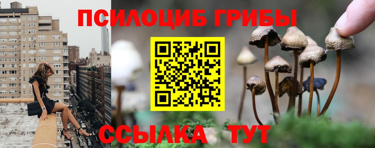 Галлюциногенные грибы Psilocybe Карталы